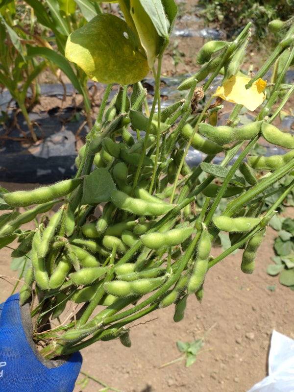 枝豆収穫の様子